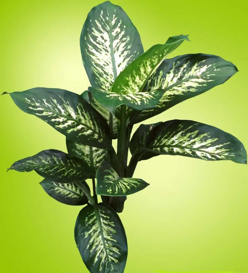 Cây Vạn Niên Thanh đẹp giúp không gian thêm sinh động