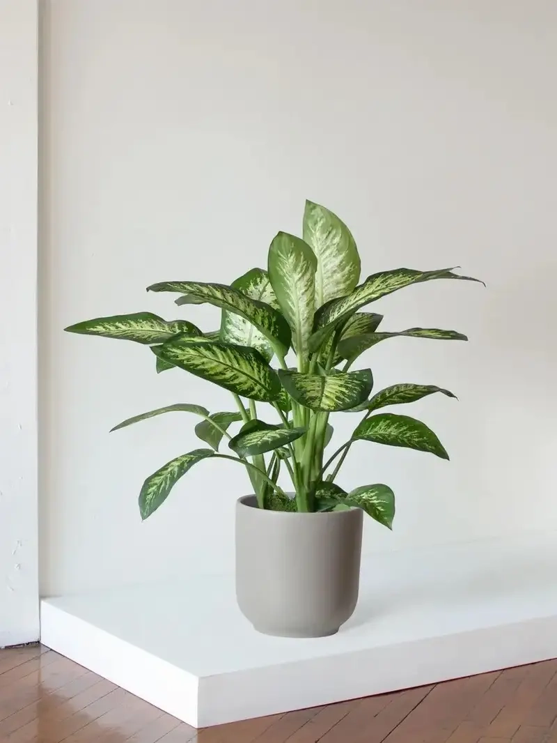 Chọn chậu cây Vạn Niên Thanh phù hợp cho nội thất