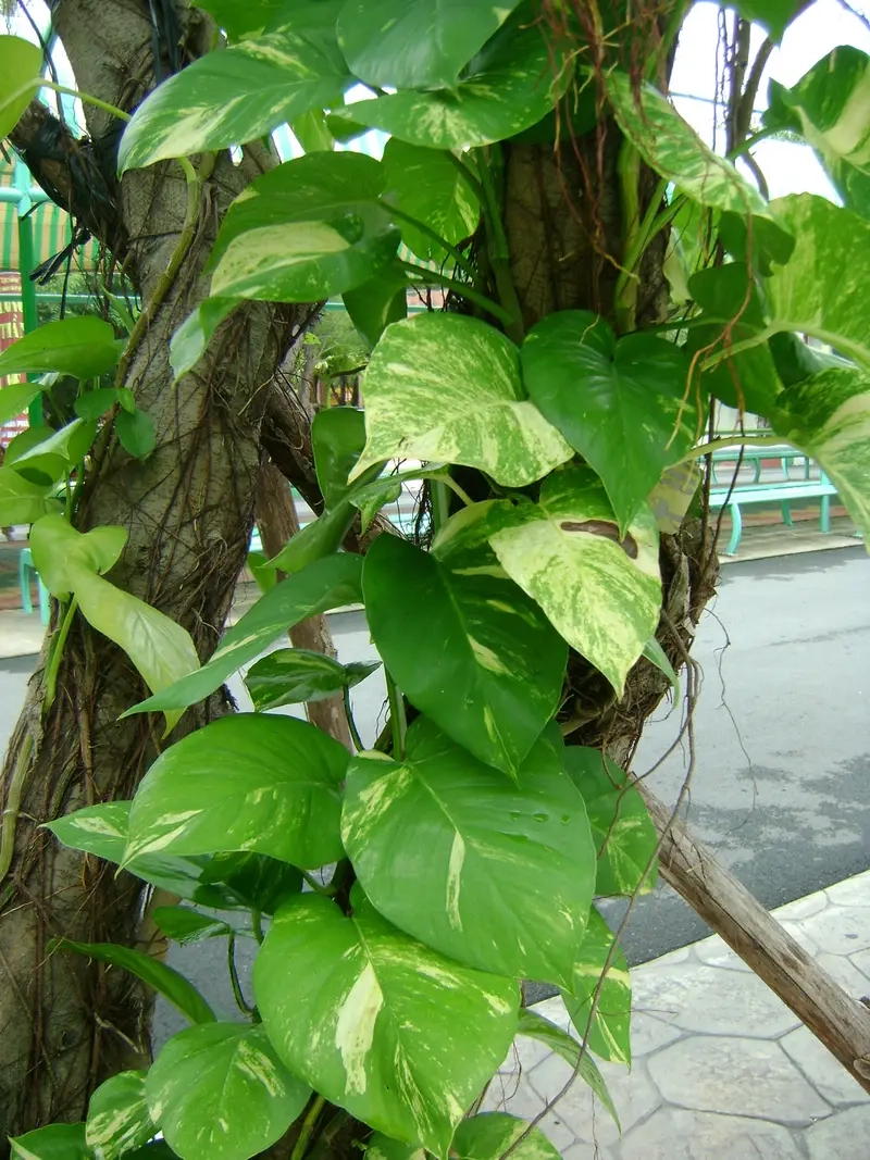 Tìm hiểu cây Vạn Niên Thanh leo có độc hay an toàn