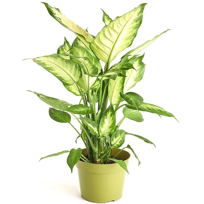 Cây Vạn Niên Thanh phong thủy mang tài lộc và bình an