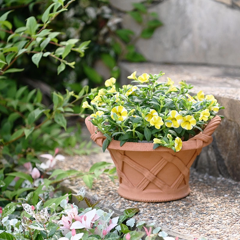 Chậu hoa đẹp tinh tế nâng tầm không gian sống