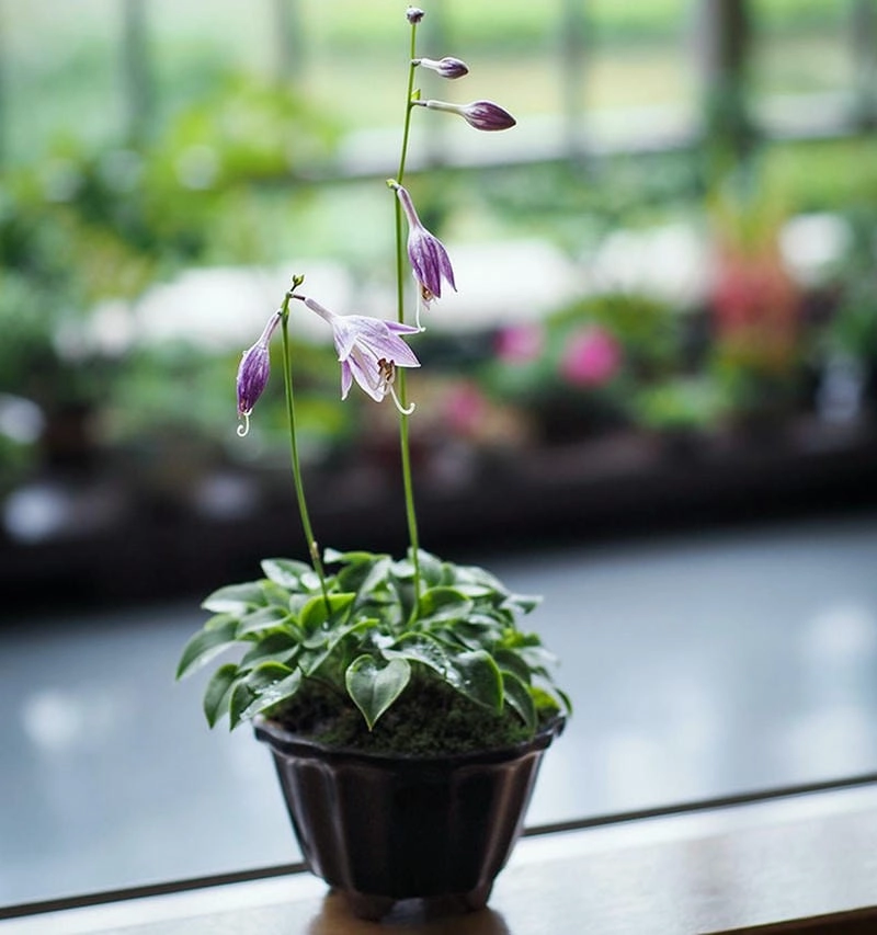 Chậu hoa kiểng duyên dáng điểm xuyết lối đi