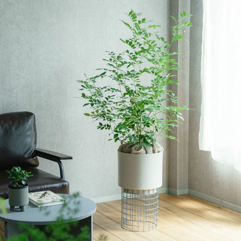 Chậu hoa trang trí làm bừng sáng căn phòng