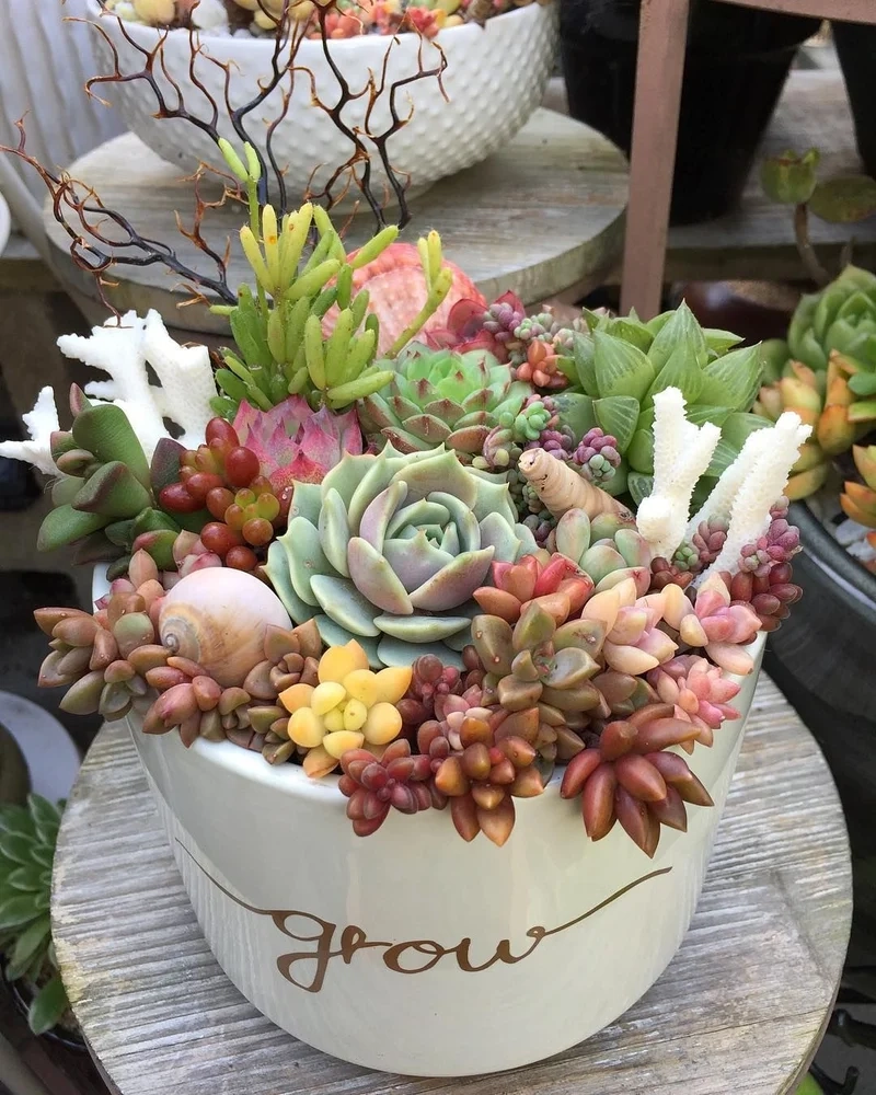 Biến không gian sống với chậu sen đá cảnh độc đáo