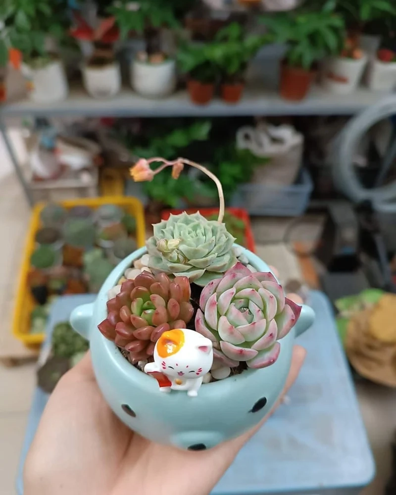 Mang may mắn vào nhà với chậu sen đá phong thủy