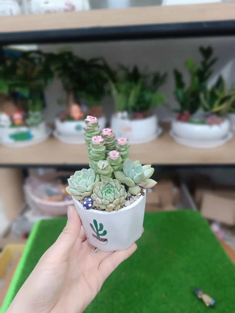 Bàn làm việc tươi mới với chậu sen đá cho văn phòng