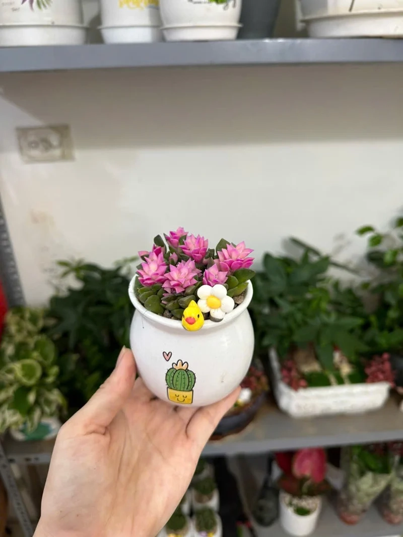 Chậu sen đá là gì và lý do được ưa chuộng