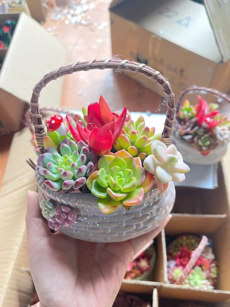 Chia sẻ hình đẹp trên chậu sen đá instagram