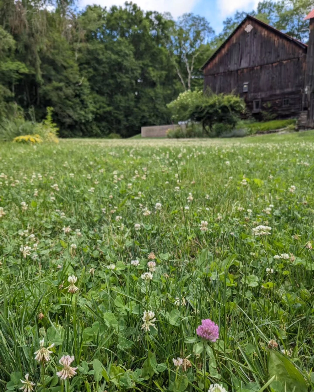 Thảm cỏ sân vườn đẹp xanh mướt trải dài trong khuôn viên biệt thự