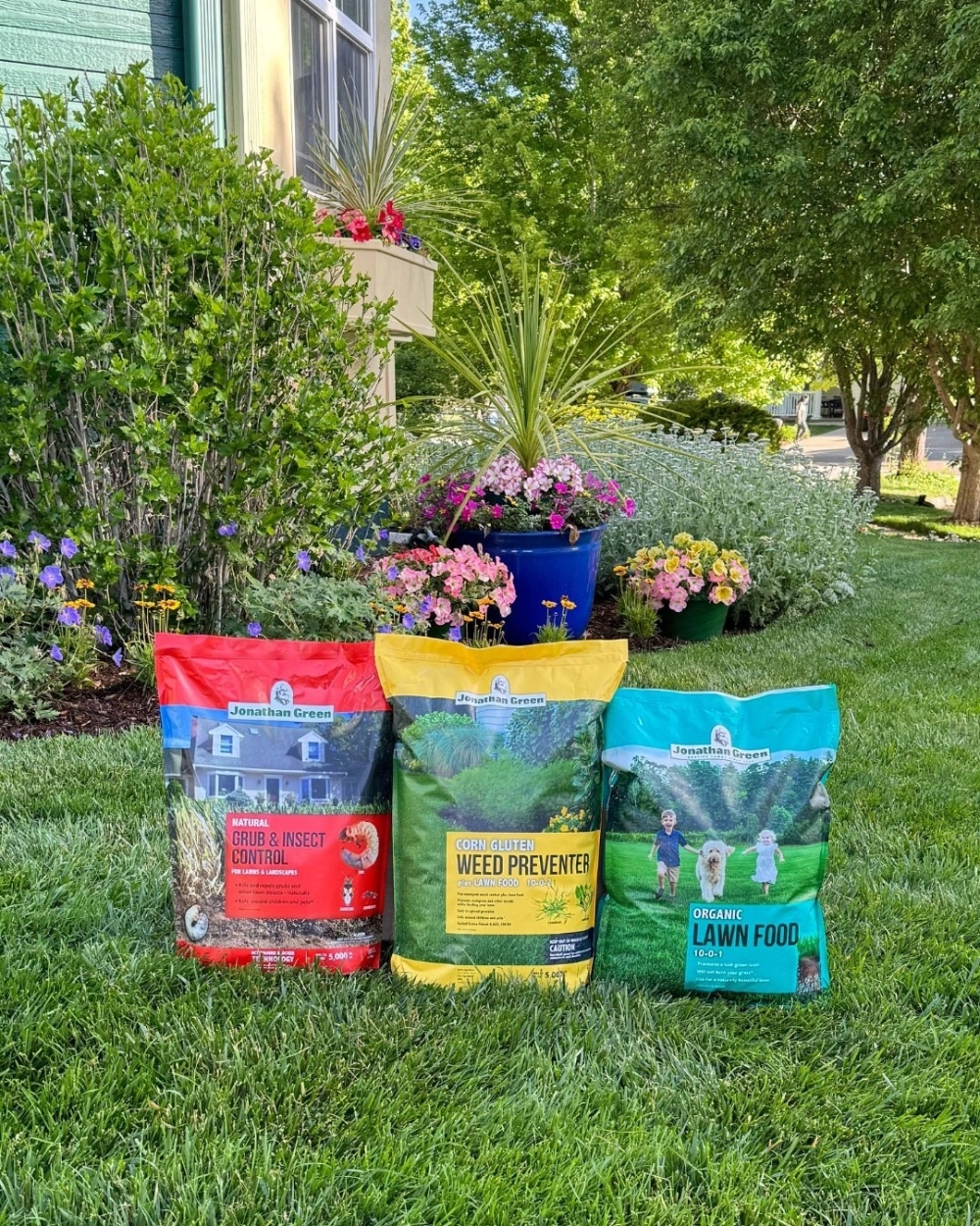 Cỏ lông heo bền bỉ phù hợp cho khu vực hay đi lại