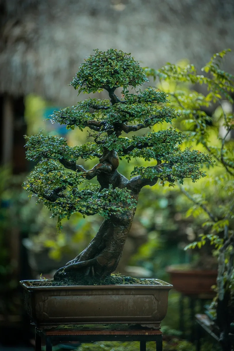 Cách uốn dáng bonsai đẹp và sành