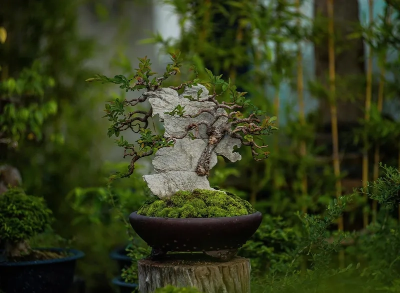 Cân đối tỉ lệ tán cây theo dáng