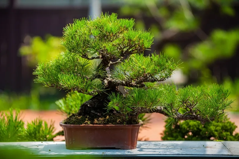 Vẻ đẹp dáng siêu bonsai sành điệu