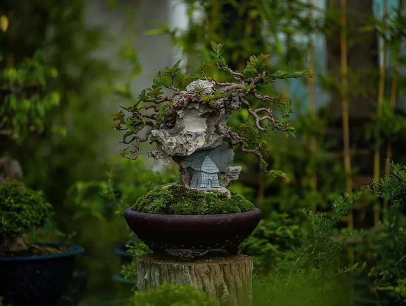 Các mẫu dáng cây nghệ thuật mới