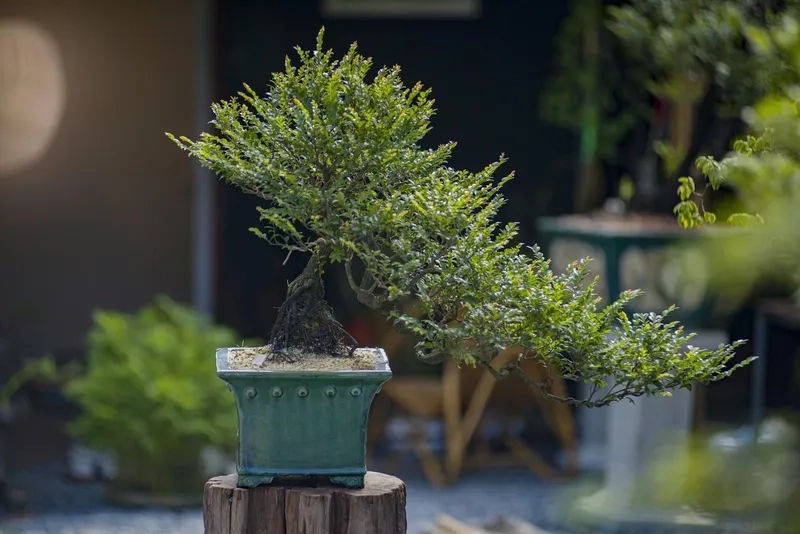 Đường nét dáng huyền bonsai đẹp