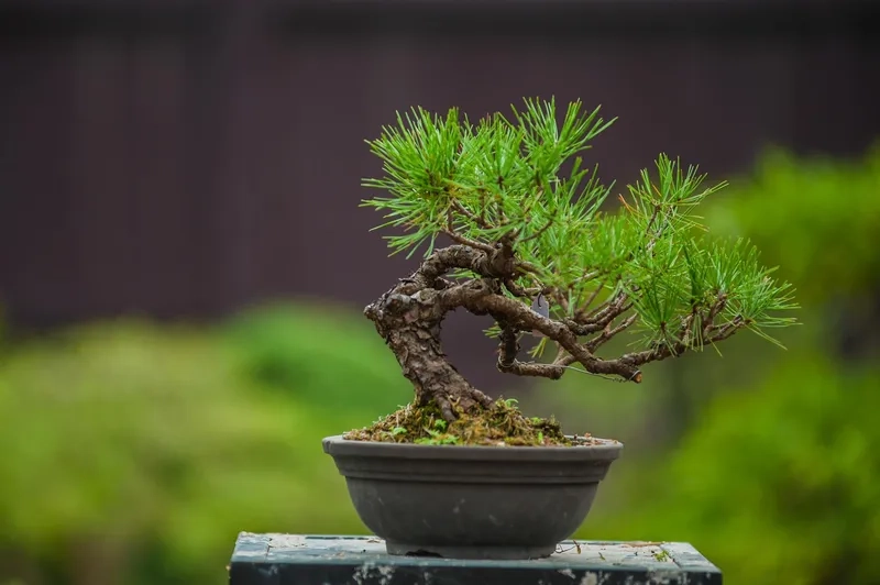 Thế dáng song thụ đầy ý nghĩa