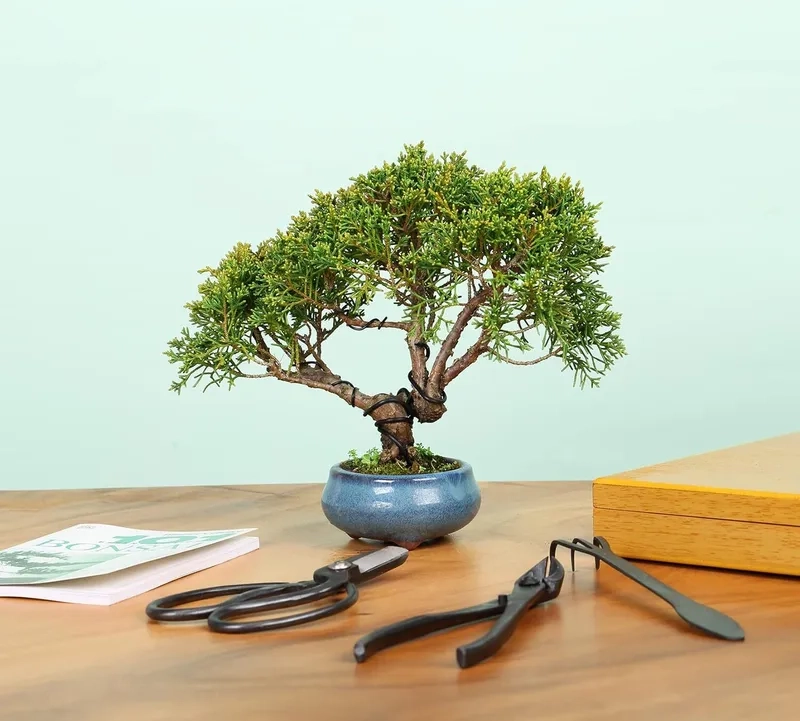 Bộ dụng cụ bonsai chuyên dụng sành