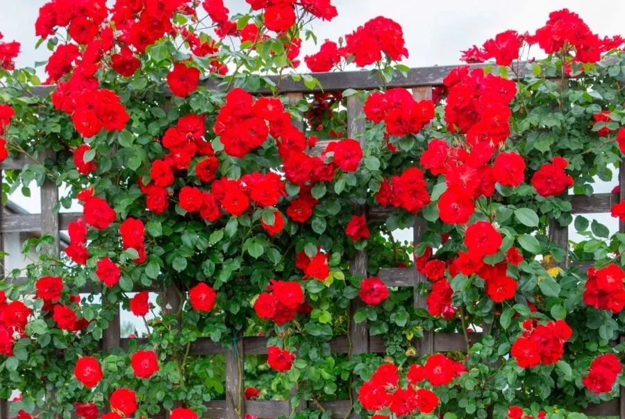 Giàn hoa nghệ thuật mang dấu ấn sáng tạo