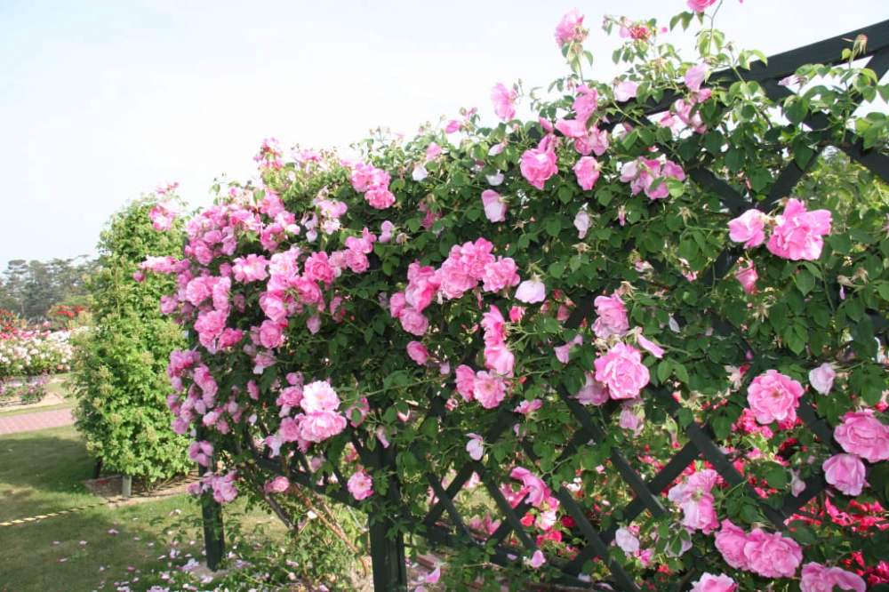 Hình ảnh giàn hoa leo xanh mát tự nhiên