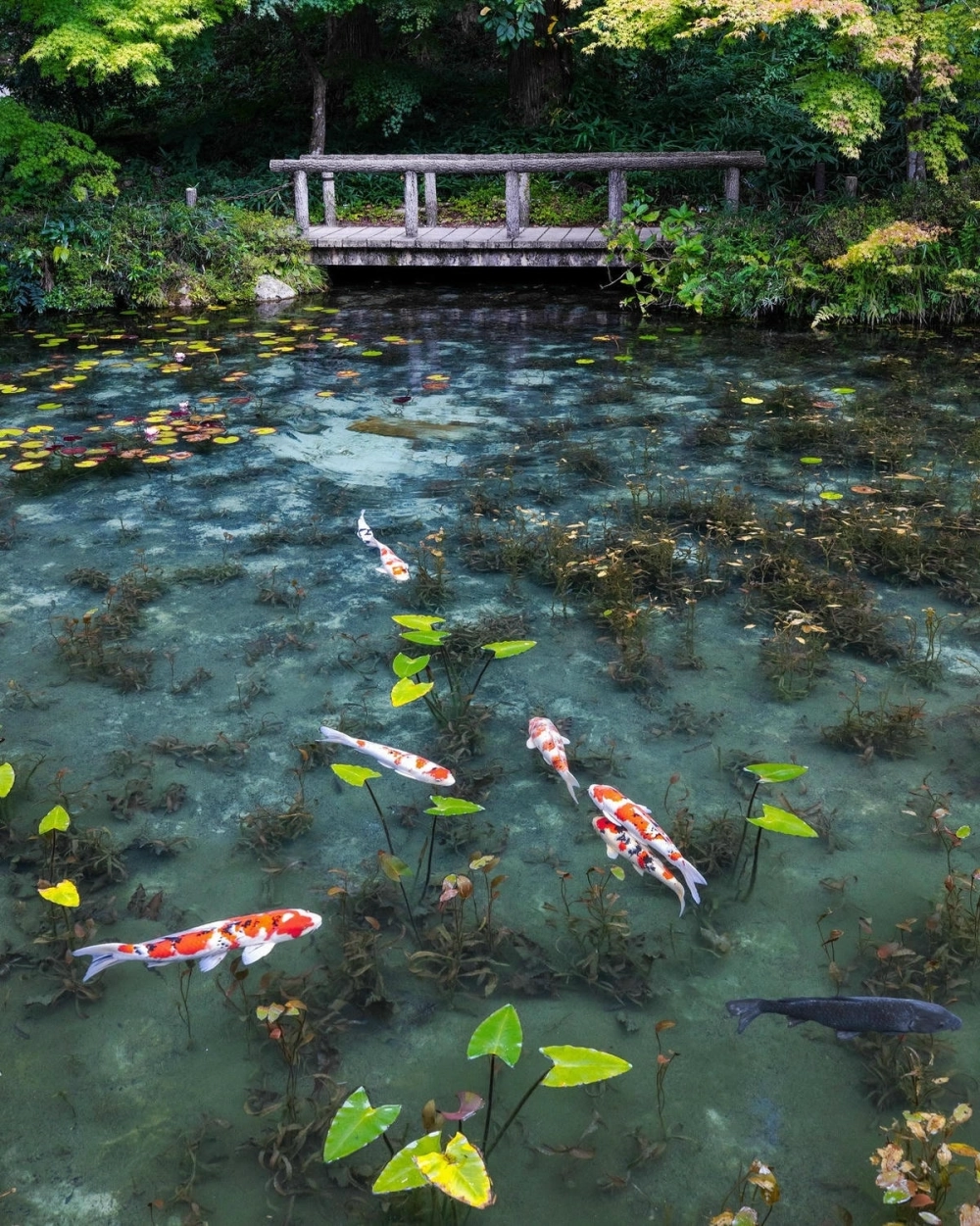 Mẫu hồ cá Koi trong nhà đẹp với phong cách tối giản Nhật Bản