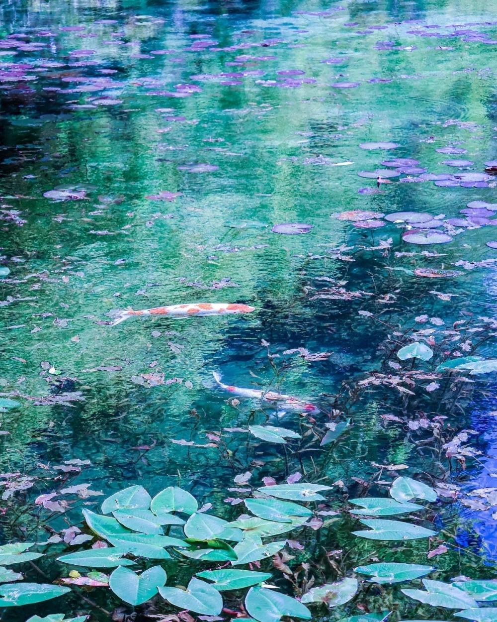 Hồ cá Koi kết hợp hòn non bộ hùng vĩ tạo điểm nhấn cảnh quan