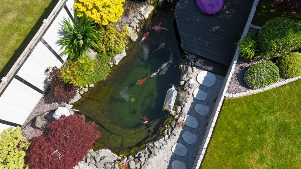 Vị trí đặt hồ cá Koi phong thủy mang lại may mắn cho gia chủ