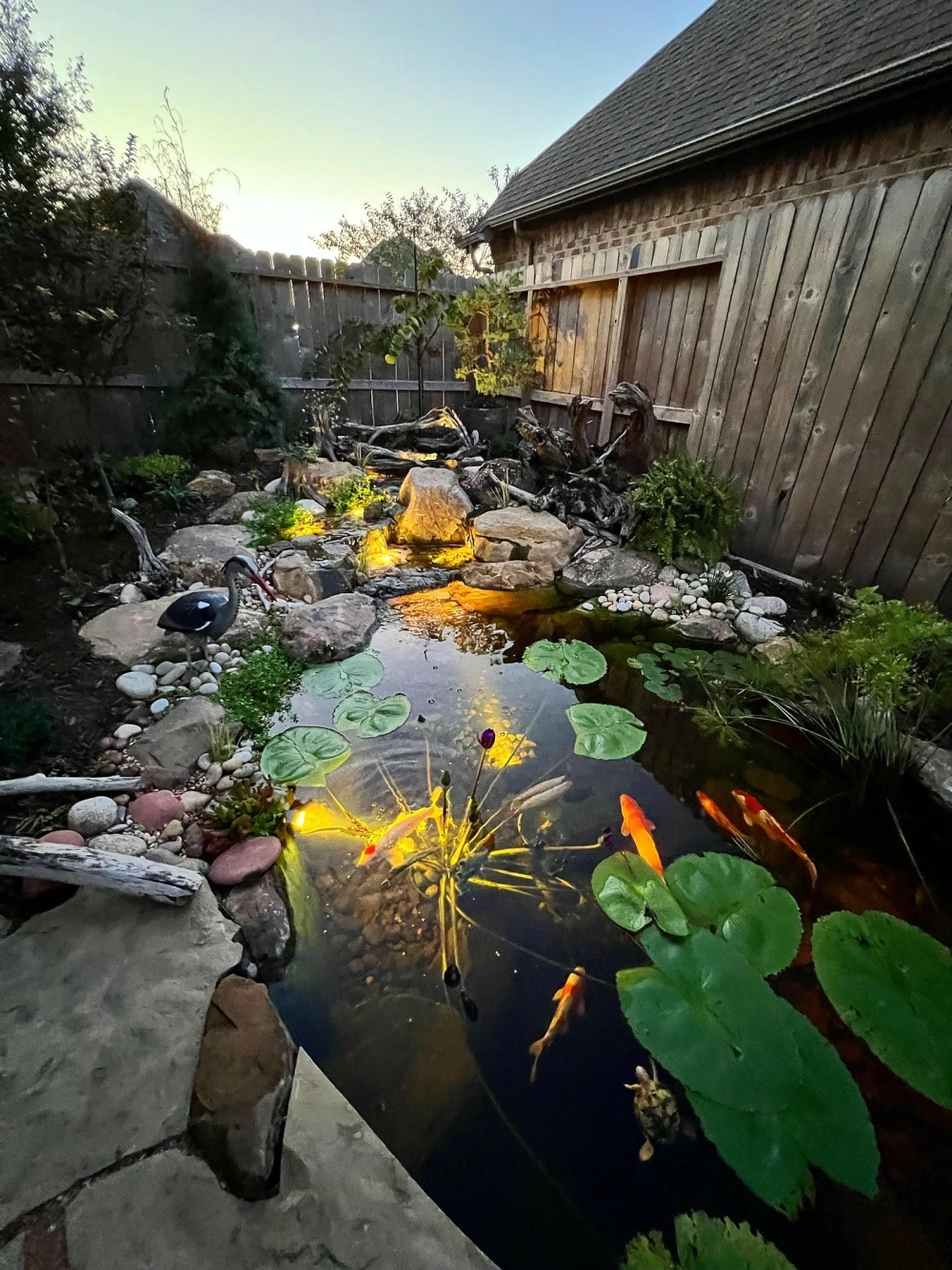 Hướng dẫn chăm sóc cá Koi sân vườn khỏe mạnh mỗi ngày