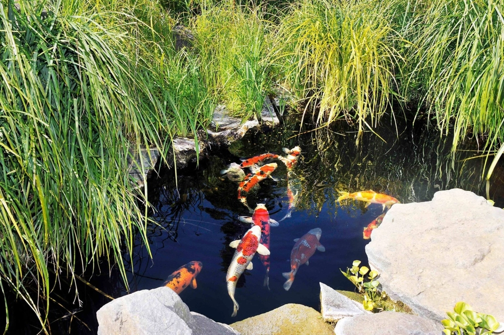 Đèn chiếu sáng hồ cá Koi tạo hiệu ứng lung linh khi về đêm