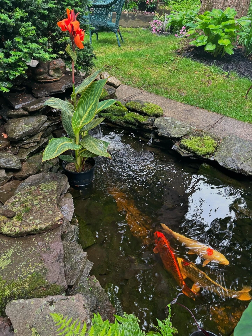 Thiết kế hồ cá Koi ngoài trời kết hợp thác nước đá tự nhiên