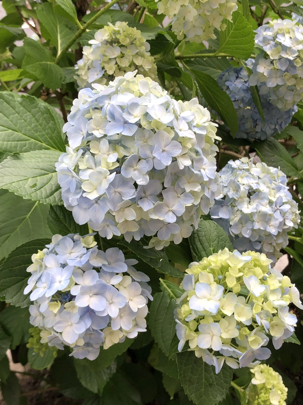 Ảnh hoa cẩm tú cầu đẹp ghi lại sắc màu tinh tế