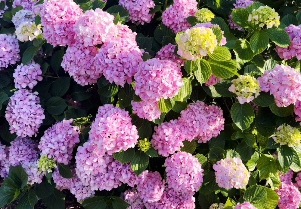 Hoa cẩm tú cầu tiếng anh là Hydrangea nổi tiếng