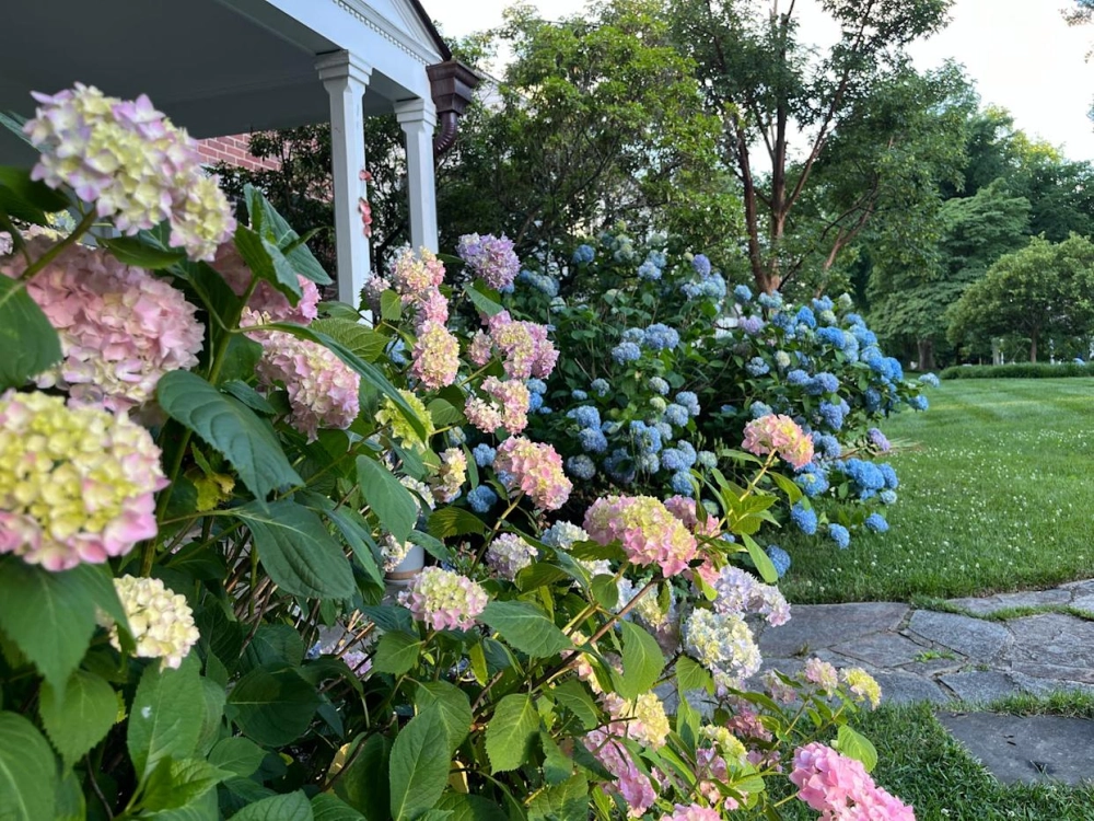 Bông hoa cẩm tú cầu căng tràn sức sống