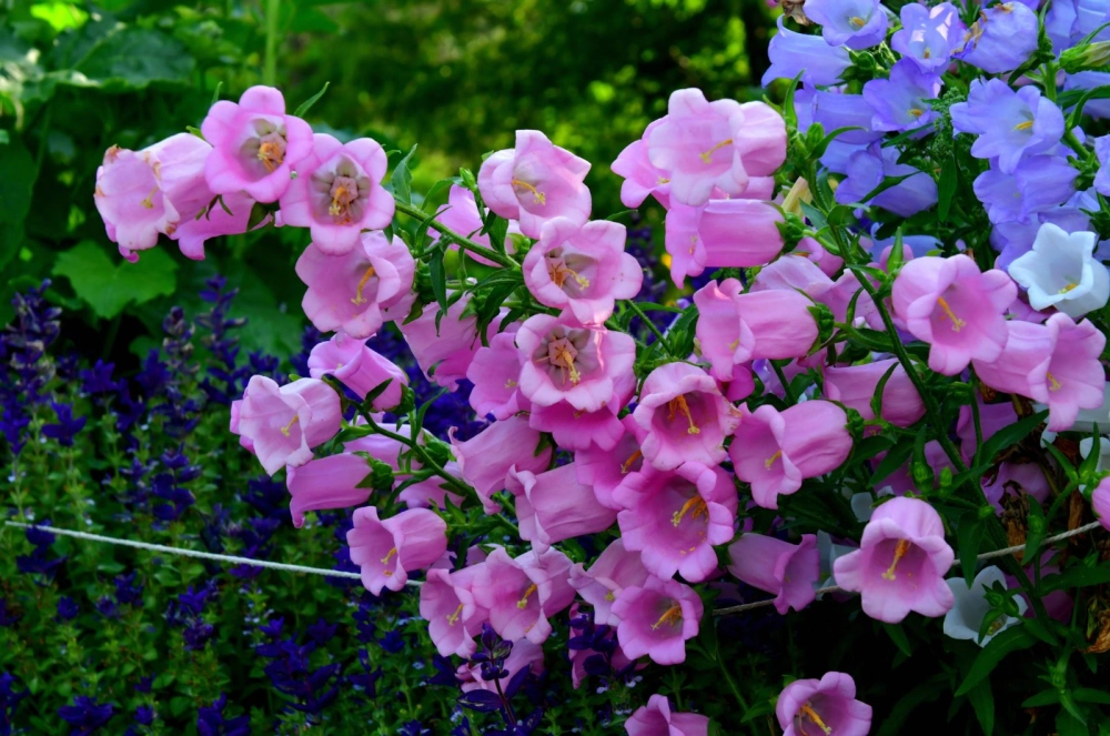 Ý nghĩa hoa chuông tượng trưng hy vọng bình yên