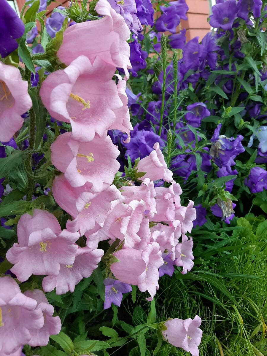 Hình ảnh hoa chuông gợi cảm giác nhẹ nhàng