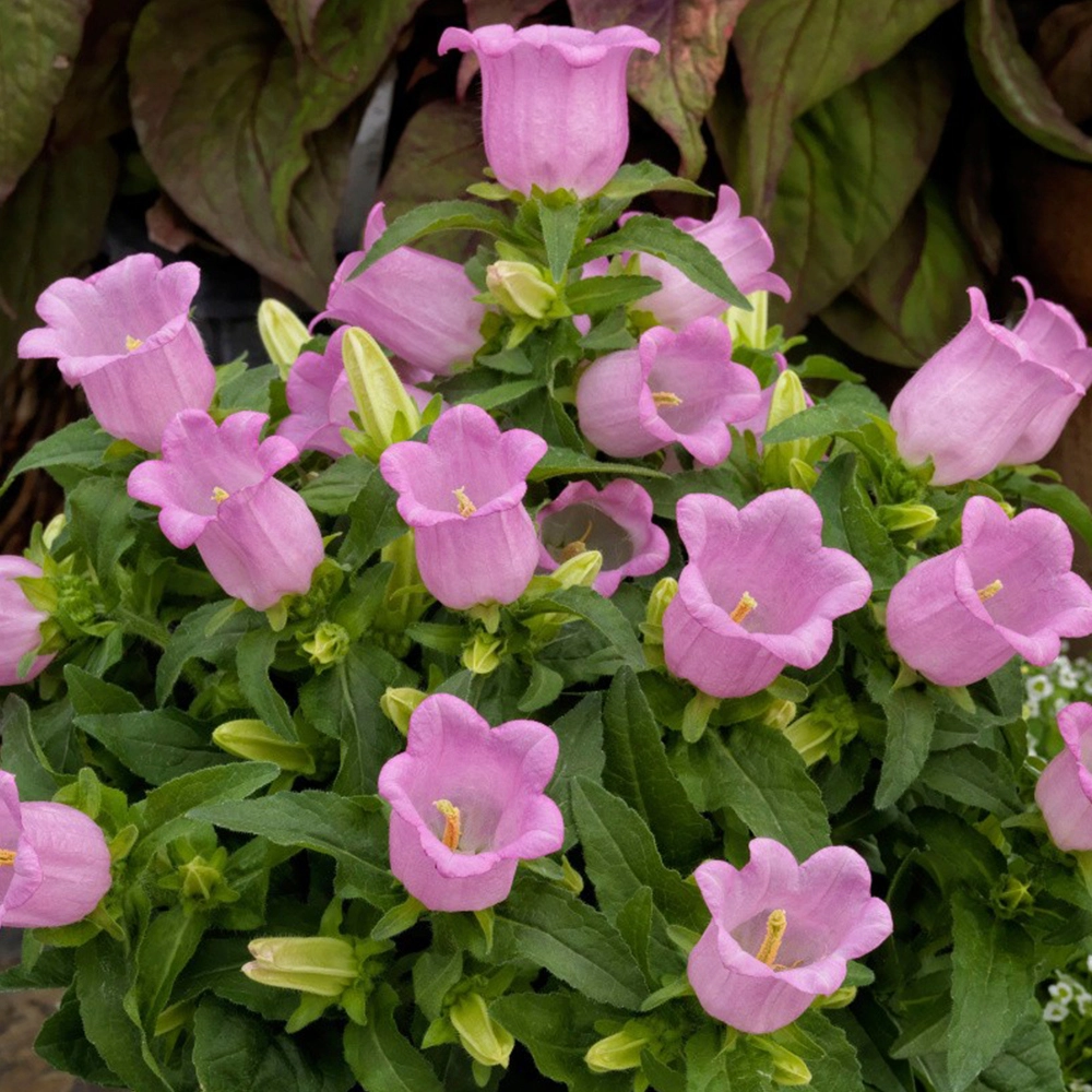 Ảnh hoa chuông lưu giữ khoảnh khắc tinh tế