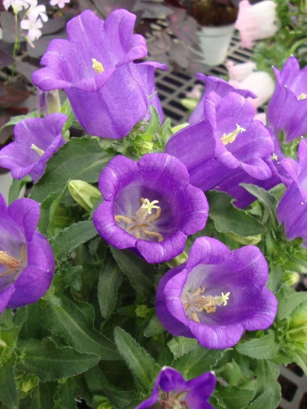 Hoa hình chuông độc đáo với dáng nở mềm mại