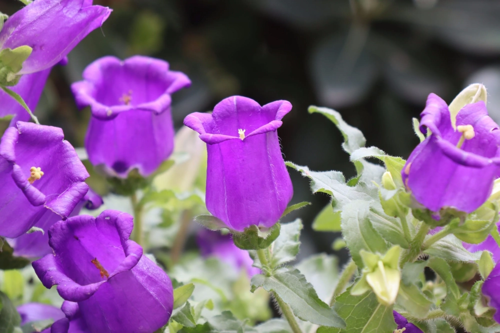 Ảnh nền hoa chuông tươi sáng cho không gian