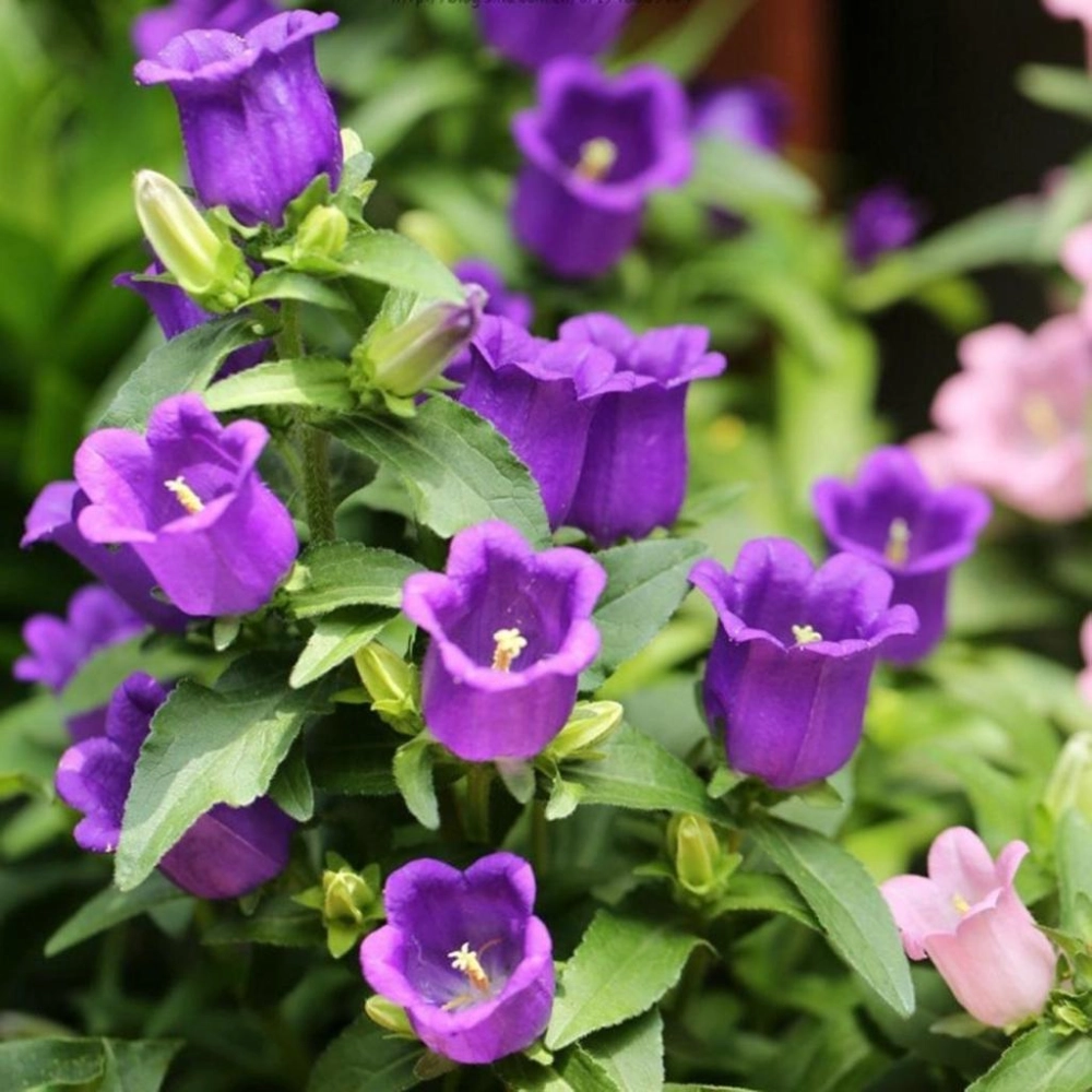 Background hoa chuông nhẹ nhàng đầy chất thơ