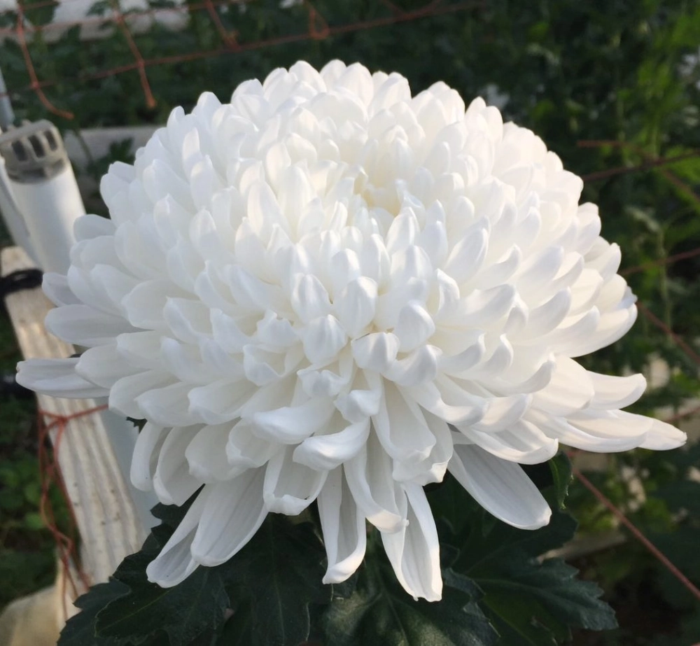 Các loại hoa cúc đa dạng sắc màu cuốn hút