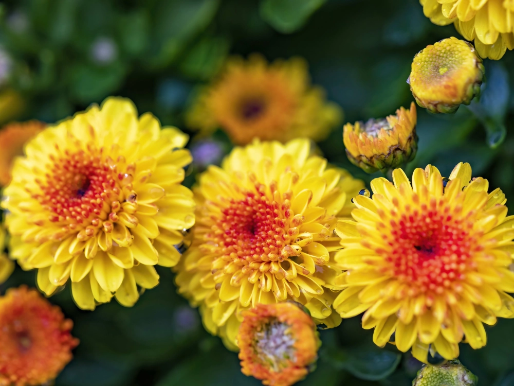 Mùa hoa cúc về nhuộm vàng khắp lối