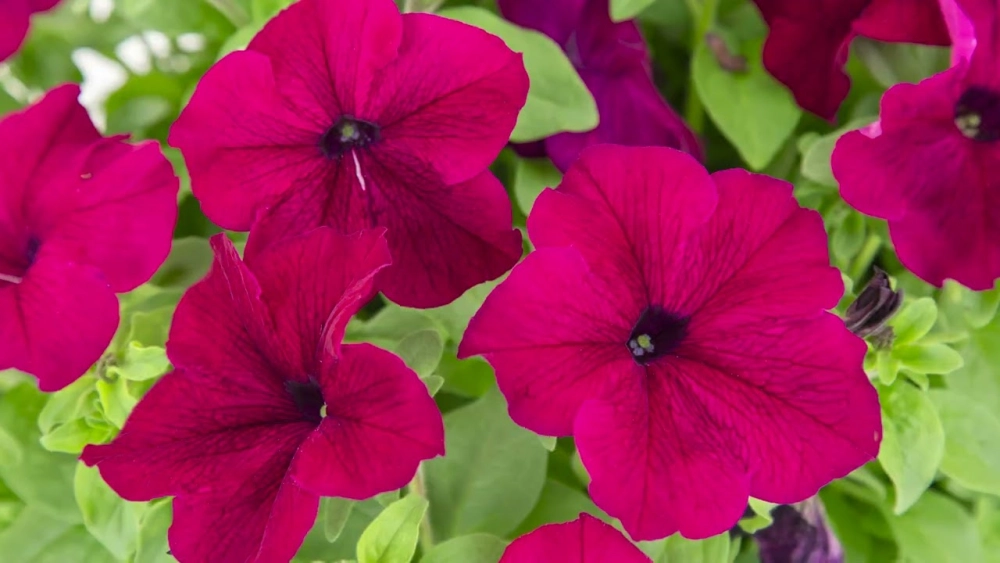 Hoa dạ yến thảo khoe sắc mềm mại đầy cuốn hút