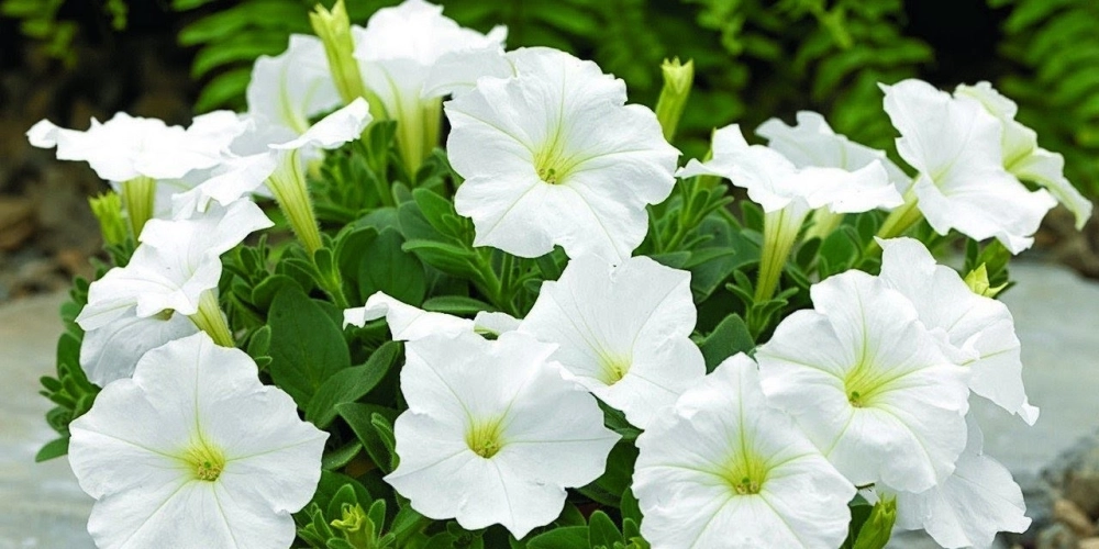 Hạt giống hoa dạ yến thảo cho mầm xanh khỏe