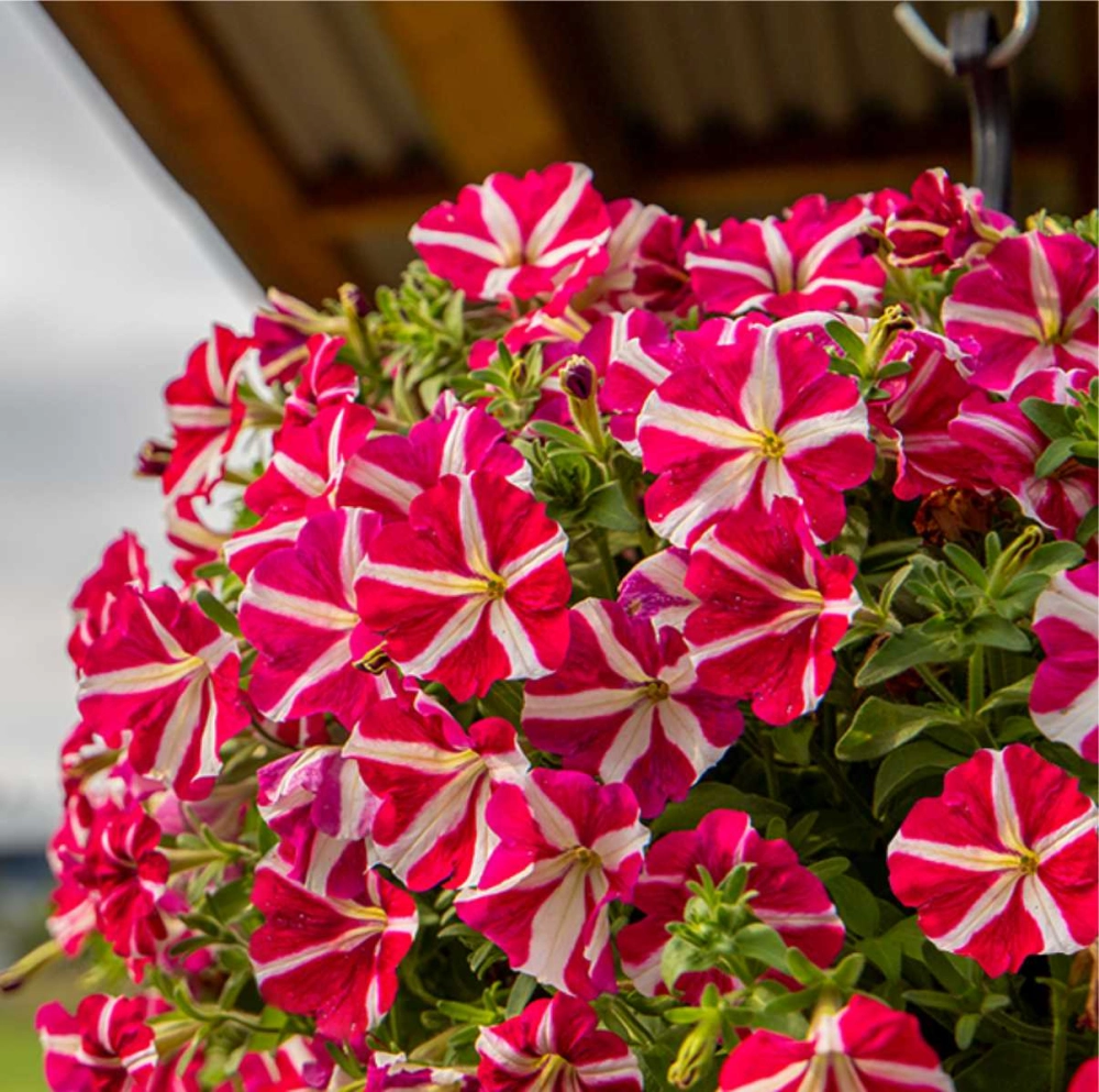 Cây dạ yến thảo sinh trưởng tốt nhiều không gian