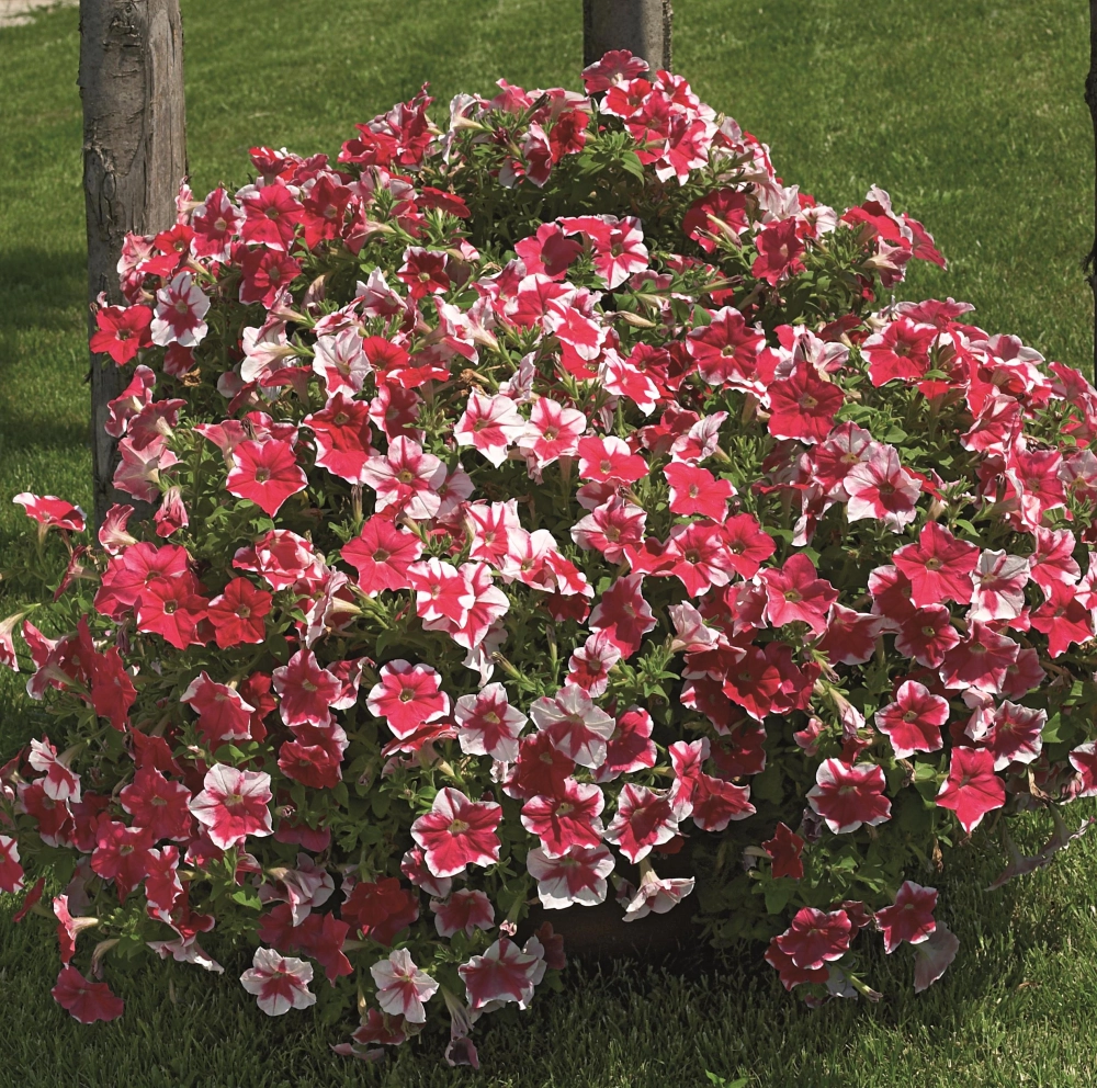 Hình ảnh hoa dạ yến thảo tươi tắn đầy sức sống