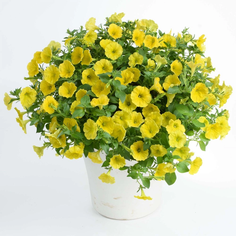 Ảnh hoa dạ yến thảo đẹp thu hút ánh nhìn