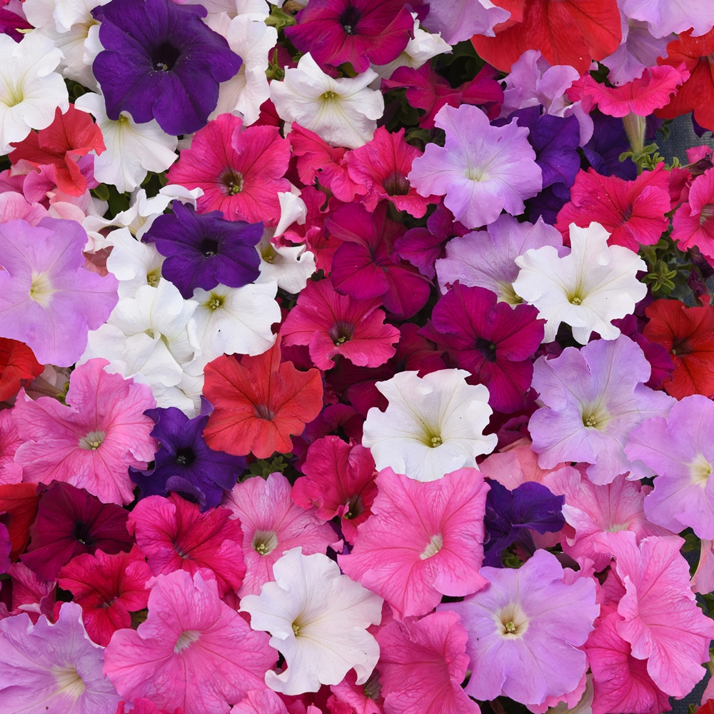 Ảnh bìa hoa dạ yến thảo nổi bật trang nhã