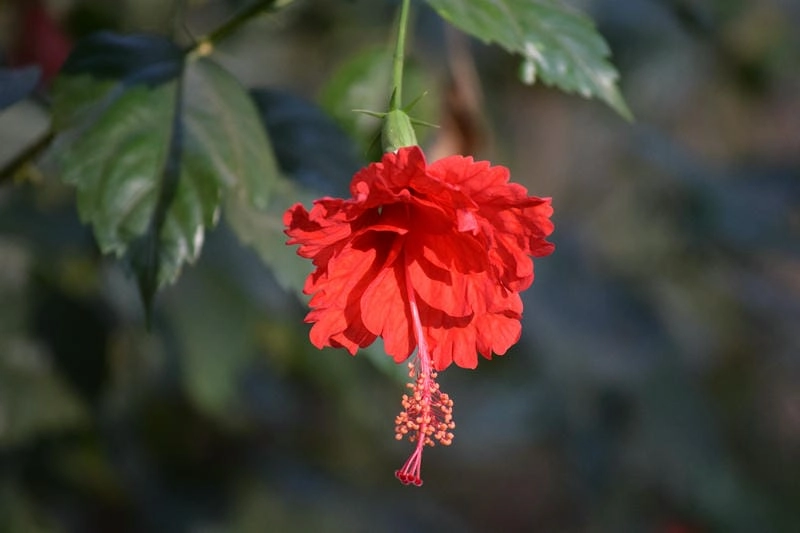 Ý nghĩa hoa dâm bụt biểu trưng sự giản dị