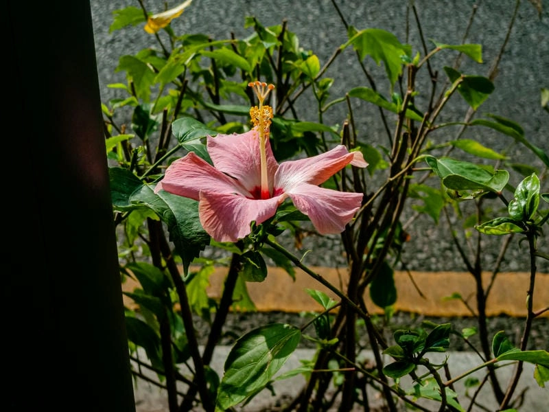 Ảnh hoa dâm bụt đẹp cuốn hút ánh nhìn