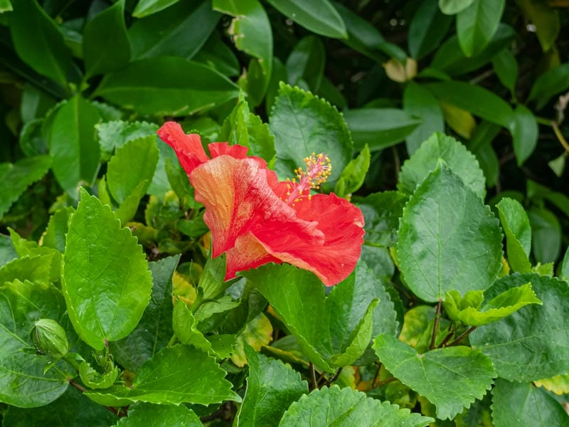 Cây hoa dâm bụt xanh tốt trước hiên nhà