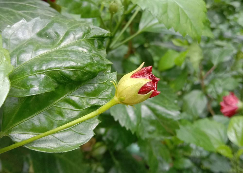 Các loại hoa dâm bụt đa sắc đầy sinh động